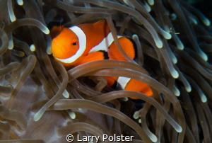 Clown fish everywhere by Larry Polster 